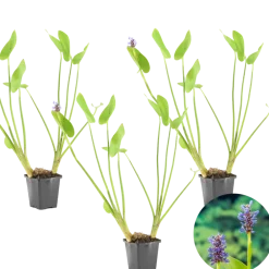 Bloomique Plantes De Bassin | - Lot de 3 - pontederia cordata - jacinthe d’eau - pontédérie - hauteur 10-20 cm - pot 9 cm