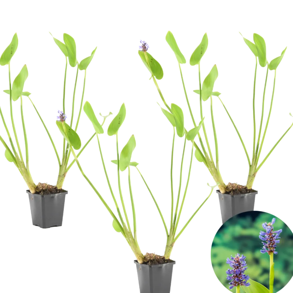 Bloomique Plantes De Bassin | - Lot de 3 - pontederia cordata - jacinthe d’eau - pontédérie - hauteur 10-20 cm - pot 9 cm