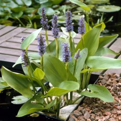Bloomique Plantes De Bassin | - Lot de 3 - pontederia cordata - jacinthe d’eau - pontédérie - hauteur 10-20 cm - pot 9 cm