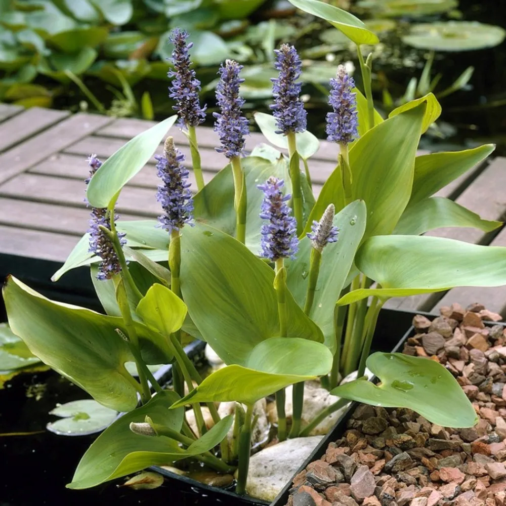 Bloomique Plantes De Bassin | - Lot de 3 - pontederia cordata - jacinthe d’eau - pontédérie - hauteur 10-20 cm - pot 9 cm