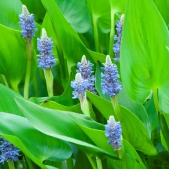 Bloomique Plantes De Bassin | - Lot de 3 - pontederia cordata - jacinthe d’eau - pontédérie - hauteur 10-20 cm - pot 9 cm