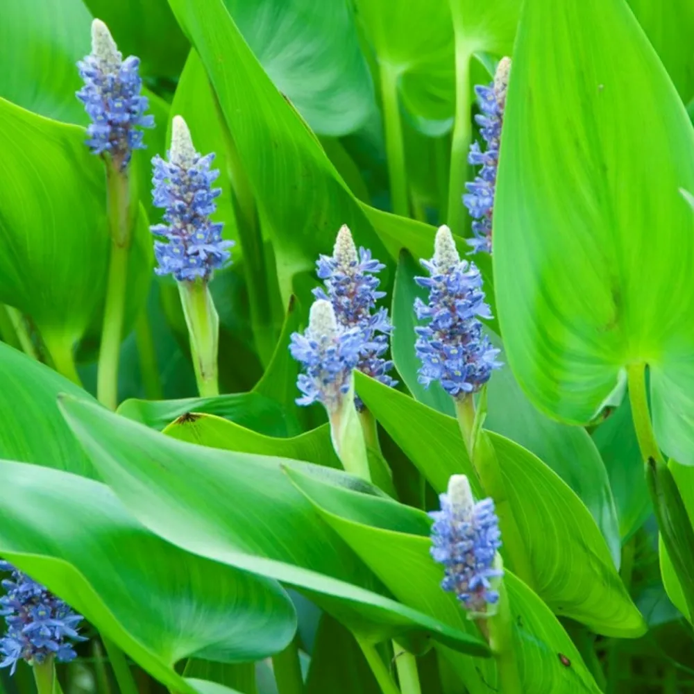 Bloomique Plantes De Bassin | - Lot de 3 - pontederia cordata - jacinthe d’eau - pontédérie - hauteur 10-20 cm - pot 9 cm