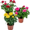 Bloomique Plantes De Haies | - Lot de 3 - rosiers nains - rouge, jaune, rose - 20-30 cm de haut - pot 12 cm
