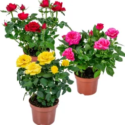 Bloomique Plantes De Haies | - Lot de 3 - rosiers nains - rouge, jaune, rose - 20-30 cm de haut - pot 12 cm