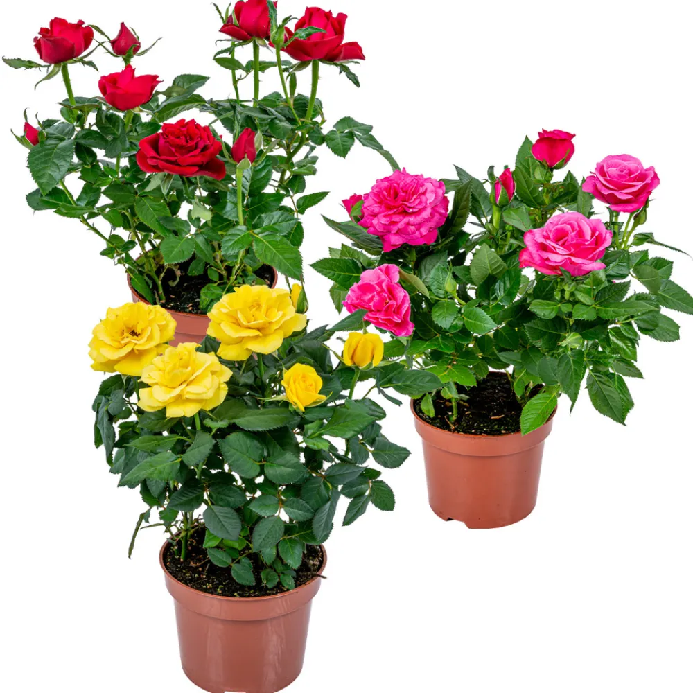 Bloomique Plantes De Haies | - Lot de 3 - rosiers nains - rouge, jaune, rose - 20-30 cm de haut - pot 12 cm