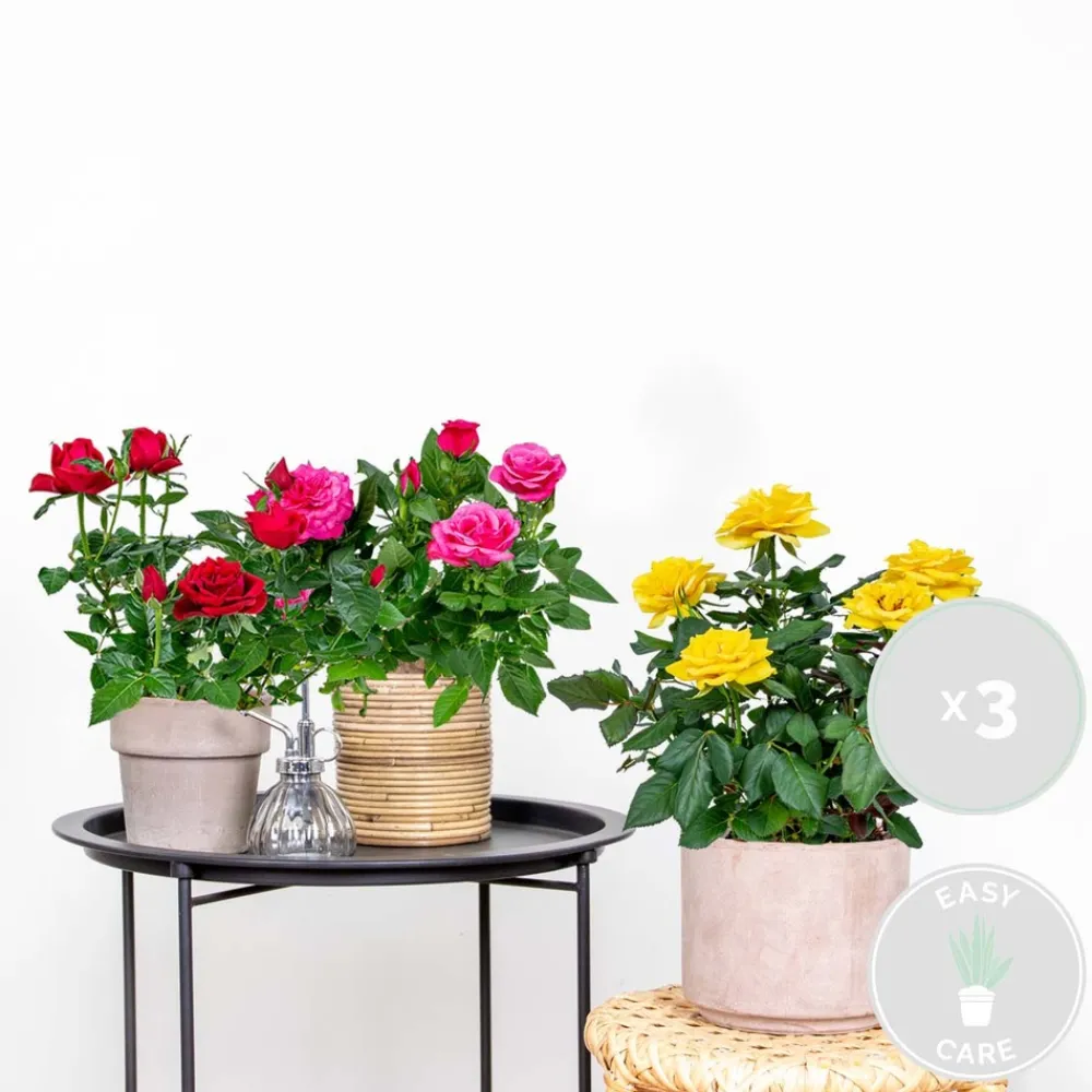 Bloomique Plantes De Haies | - Lot de 3 - rosiers nains - rouge, jaune, rose - 20-30 cm de haut - pot 12 cm
