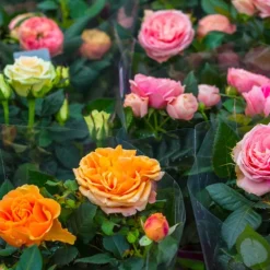 Bloomique Plantes De Haies | - Lot de 3 - rosiers nains - rouge, jaune, rose - 20-30 cm de haut - pot 12 cm