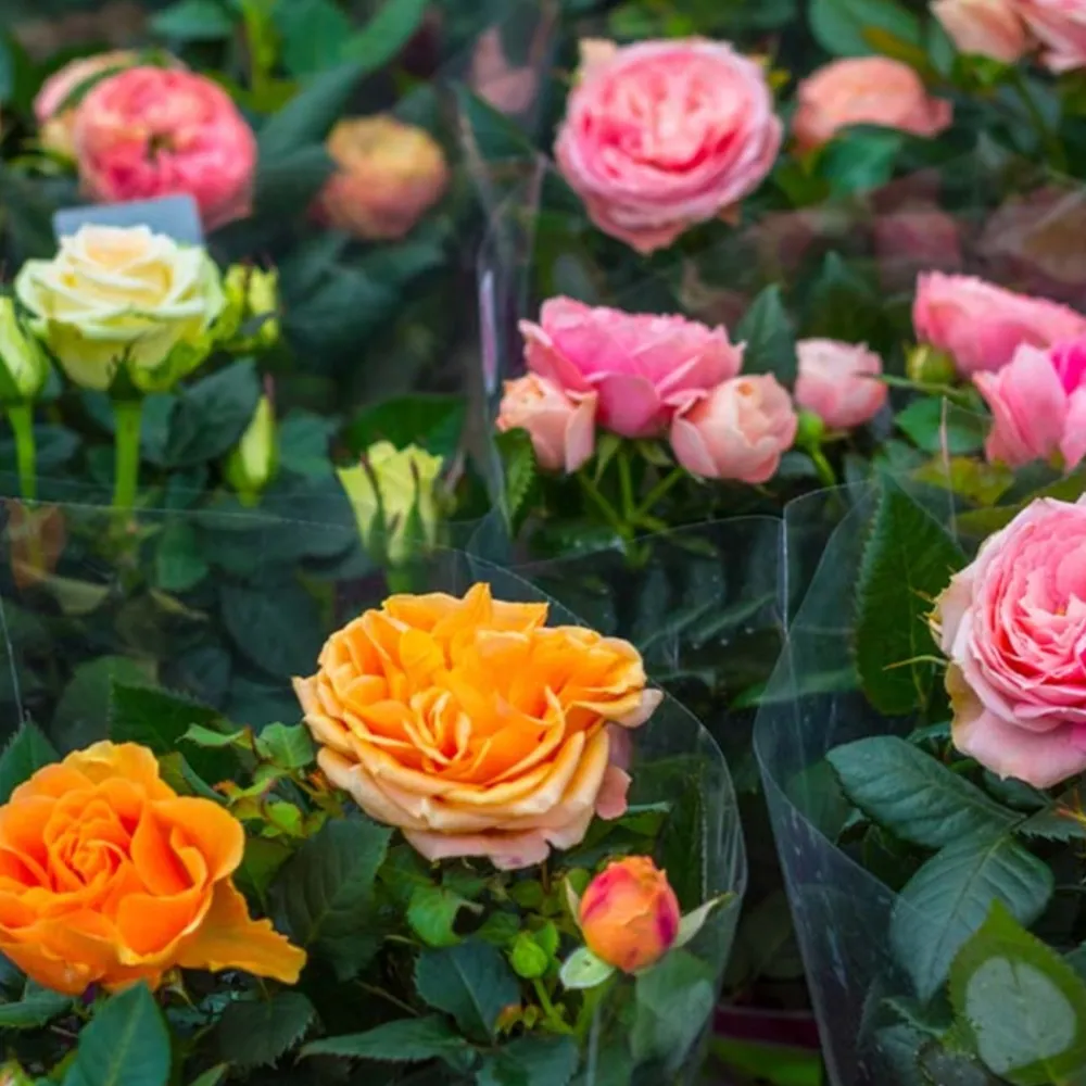 Bloomique Plantes De Haies | - Lot de 3 - rosiers nains - rouge, jaune, rose - 20-30 cm de haut - pot 12 cm