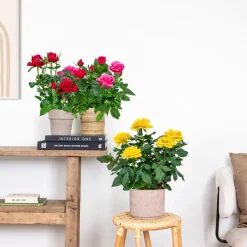 Bloomique Plantes De Haies | - Lot de 3 - rosiers nains - rouge, jaune, rose - 20-30 cm de haut - pot 12 cm