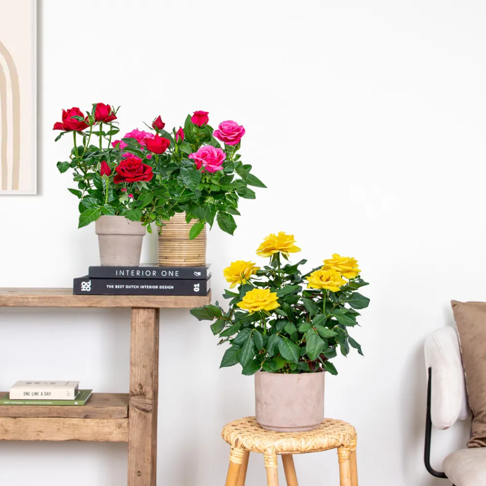 Bloomique Plantes De Haies | - Lot de 3 - rosiers nains - rouge, jaune, rose - 20-30 cm de haut - pot 12 cm