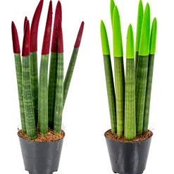 Bloomique Plantes Vertes | - Lot de 2 - sansevieria velvet touch - langue de belle-mère - 20-30 cm de haut - pot 9 cm