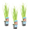 Bloomique Plantes De Bassin | - Lot de 3 - schizostylis 'mrs hegarty' - lis des cafres rose - 10-20 cm de haut - pot 9 cm