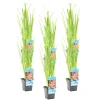Bloomique Plantes De Bassin | - Lot de 6 - schizostylis 'mrs hegarty' - lis des cafres rose - 10-20 cm de haut - pot 9 cm
