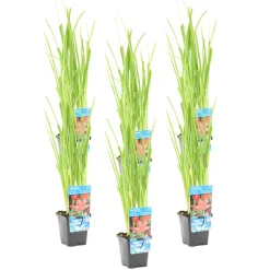 Bloomique Plantes De Bassin | - Lot de 6 - schizostylis 'mrs hegarty' - lis des cafres rose - 10-20 cm de haut - pot 9 cm