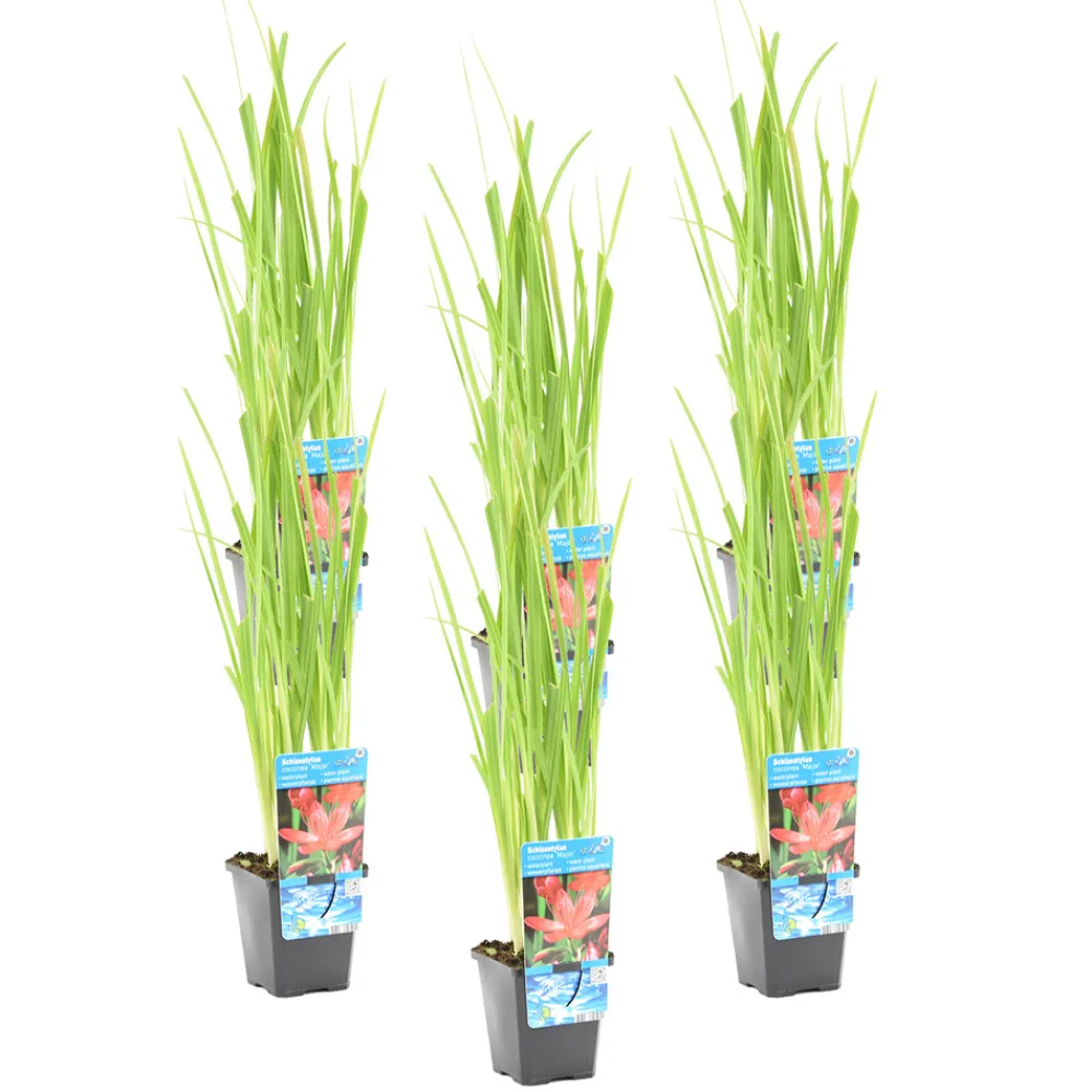 Bloomique Plantes De Bassin | - Lot de 6 - schizostylis 'mrs hegarty' - lis des cafres rose - 10-20 cm de haut - pot 9 cm