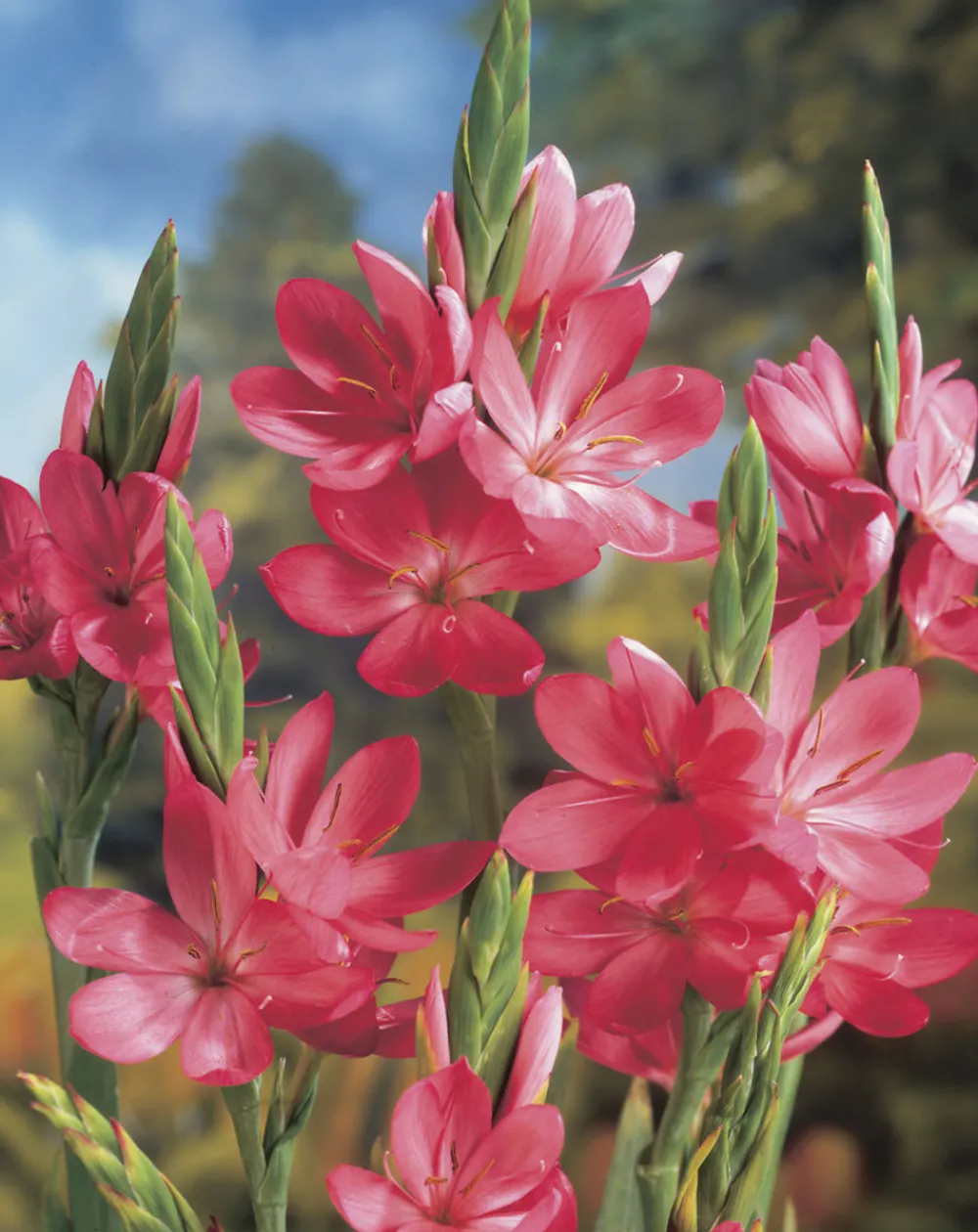 Bloomique Plantes De Bassin | - Lot de 6 - schizostylis 'mrs hegarty' - lis des cafres rose - 10-20 cm de haut - pot 9 cm