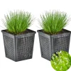 Bloomique - Lot de 2 - scirpus cernuus - scirpe retombant - plantes de bassin - hauteur 10-20 cm - pot 11 cm Sale