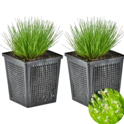 Bloomique - Lot de 2 - scirpus cernuus - scirpe retombant - plantes de bassin - hauteur 10-20 cm - pot 11 cm Sale