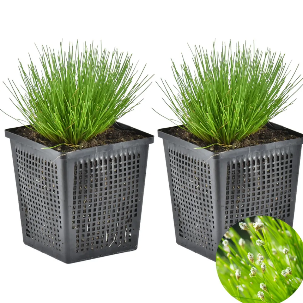 Bloomique - Lot de 2 - scirpus cernuus - scirpe retombant - plantes de bassin - hauteur 10-20 cm - pot 11 cm Sale