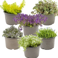 Bloomique - Lot de 6 - sedum - orpin - plantes de jardin - résistante au gel - 10-15 cm de haut - pot 14 cm Sale