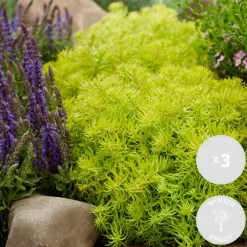 Bloomique - Lot de 6 - sedum - orpin - plantes de jardin - résistante au gel - 10-15 cm de haut - pot 14 cm Sale