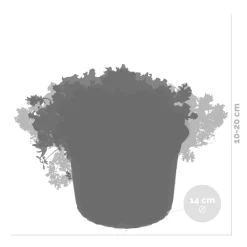Bloomique - Lot de 6 - sedum - orpin - plantes de jardin - résistante au gel - 10-15 cm de haut - pot 14 cm Sale