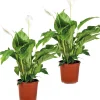Bloomique - Lot de 2 - spathiphyllum - fleur de lune - plante d’intérieur - 60-80 cm de haut - pot 17 cm Best
