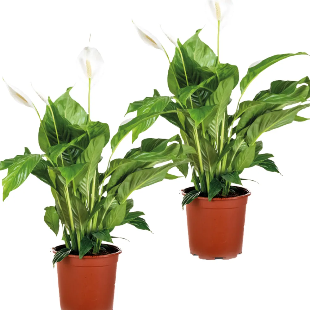 Bloomique - Lot de 2 - spathiphyllum - fleur de lune - plante d’intérieur - 60-80 cm de haut - pot 17 cm Best