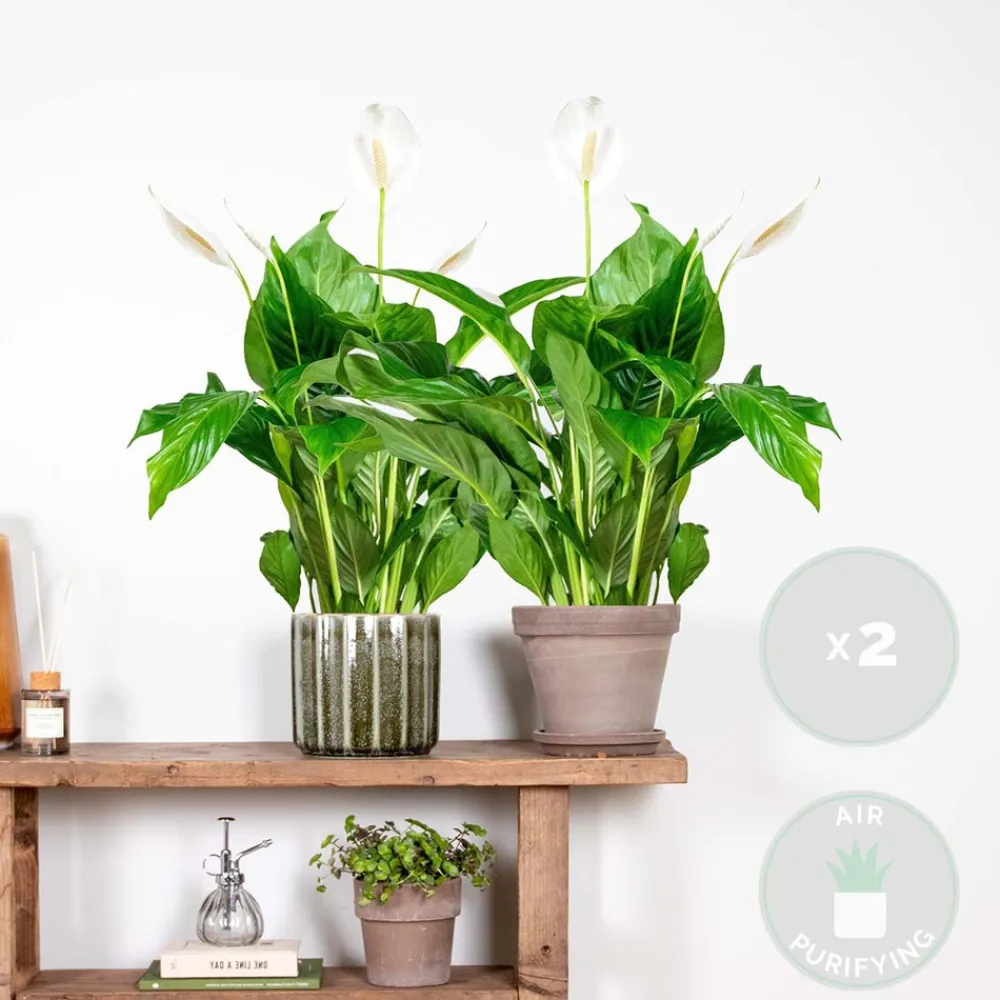Bloomique - Lot de 2 - spathiphyllum - fleur de lune - plante d’intérieur - 60-80 cm de haut - pot 17 cm Best