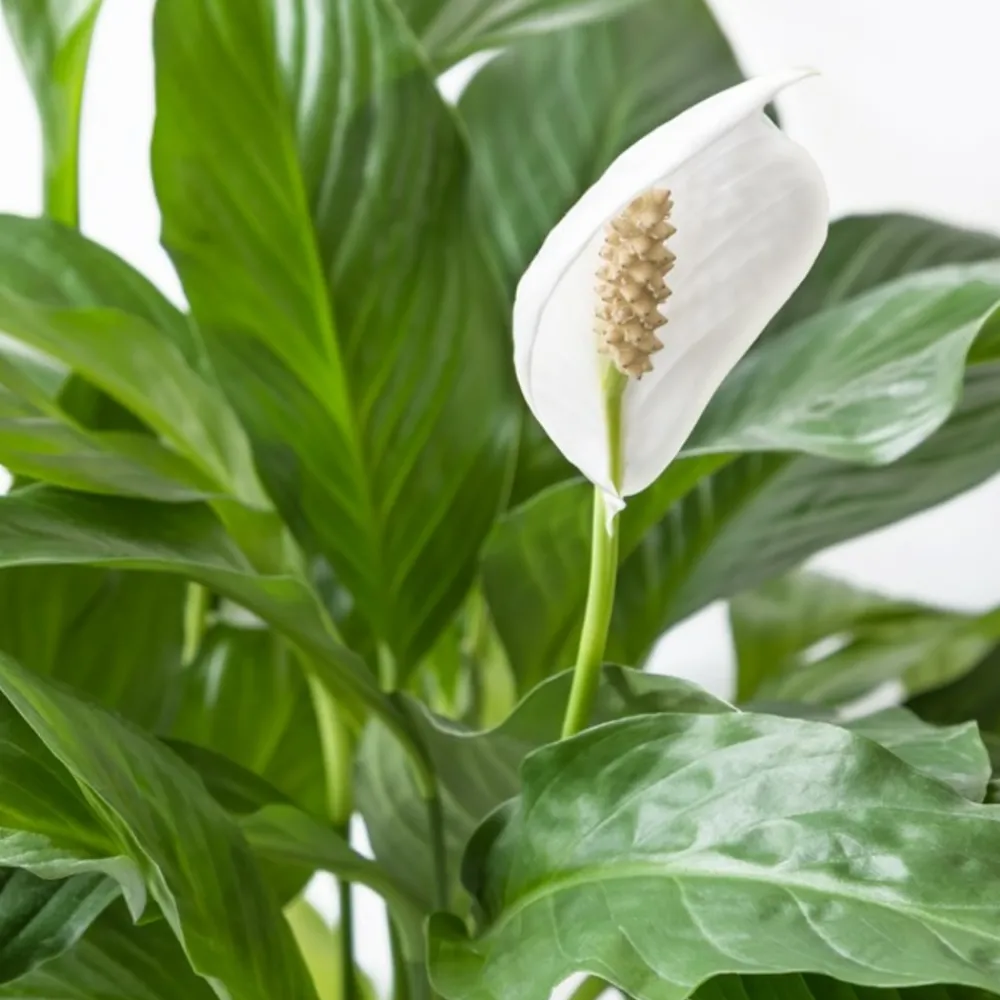 Bloomique - Lot de 2 - spathiphyllum - fleur de lune - plante d’intérieur - 60-80 cm de haut - pot 17 cm Best