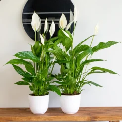 Bloomique - Lot de 2 - spathiphyllum - fleur de lune - plante d’intérieur - 60-80 cm de haut - pot 17 cm Best