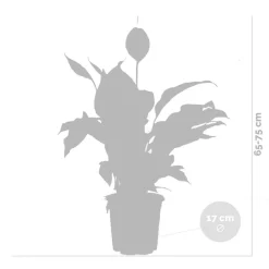 Bloomique - Lot de 2 - spathiphyllum - fleur de lune - plante d’intérieur - 60-80 cm de haut - pot 17 cm Best
