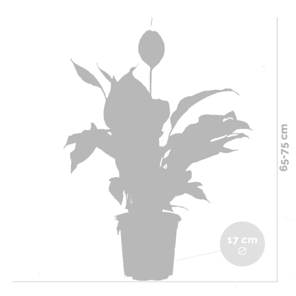 Bloomique - Lot de 2 - spathiphyllum - fleur de lune - plante d’intérieur - 60-80 cm de haut - pot 17 cm Best