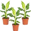 Bloomique - Lot de 3 - strelitzia reginae - oiseau de paradis - hauteur 30-40 cm - pot 12 cm Outlet