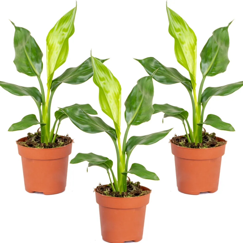 Bloomique - Lot de 3 - strelitzia reginae - oiseau de paradis - hauteur 30-40 cm - pot 12 cm Outlet