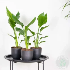 Bloomique - Lot de 3 - strelitzia reginae - oiseau de paradis - hauteur 30-40 cm - pot 12 cm Outlet
