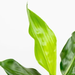 Bloomique - Lot de 3 - strelitzia reginae - oiseau de paradis - hauteur 30-40 cm - pot 12 cm Outlet