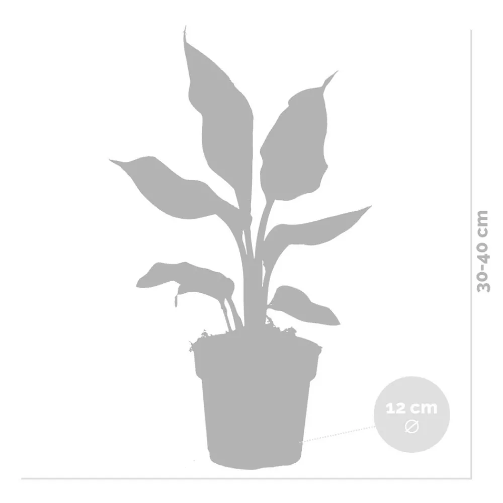 Bloomique - Lot de 3 - strelitzia reginae - oiseau de paradis - hauteur 30-40 cm - pot 12 cm Outlet