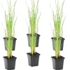 Bloomique Plantes De Bassin | - Lot de 6 - typha latifolia - grand massette - cigare des marais - 15-25 cm de haut - pot 9 cm