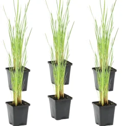 Bloomique Plantes De Bassin | - Lot de 6 - typha latifolia - grand massette - cigare des marais - 15-25 cm de haut - pot 9 cm