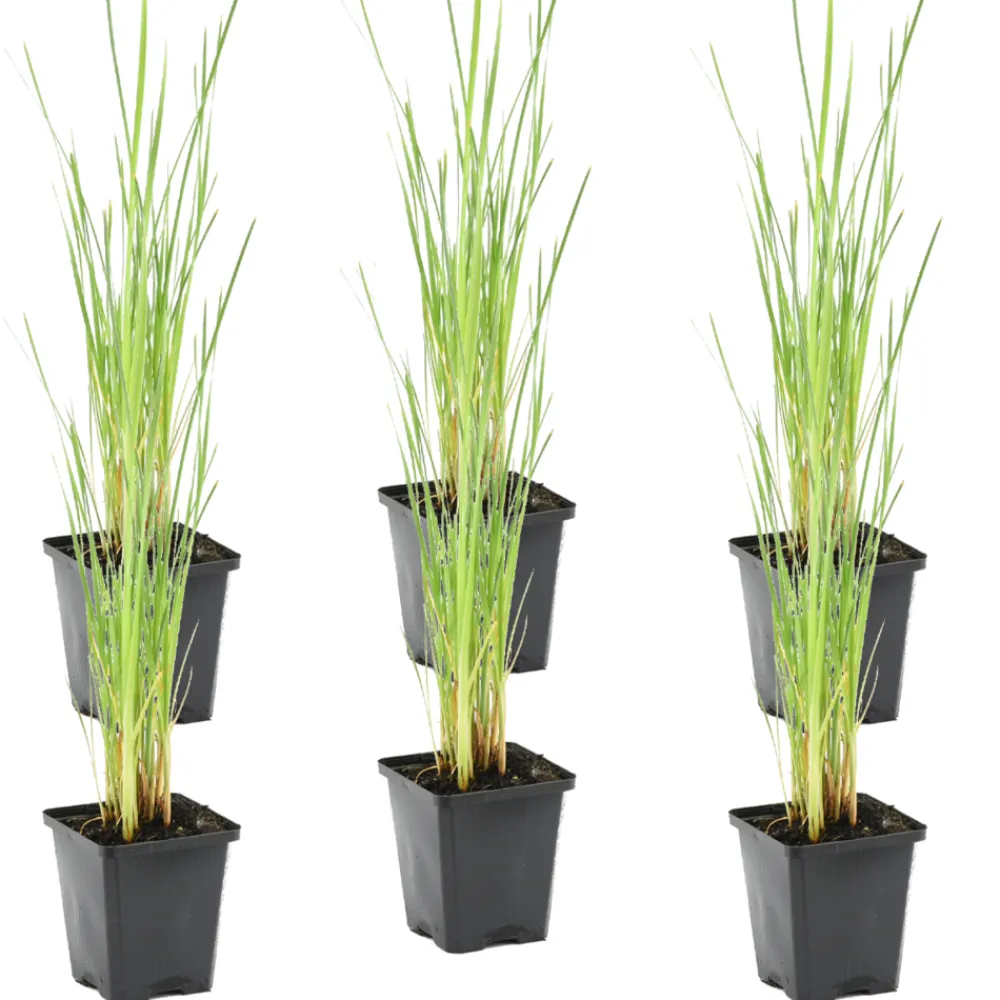 Bloomique Plantes De Bassin | - Lot de 6 - typha latifolia - grand massette - cigare des marais - 15-25 cm de haut - pot 9 cm
