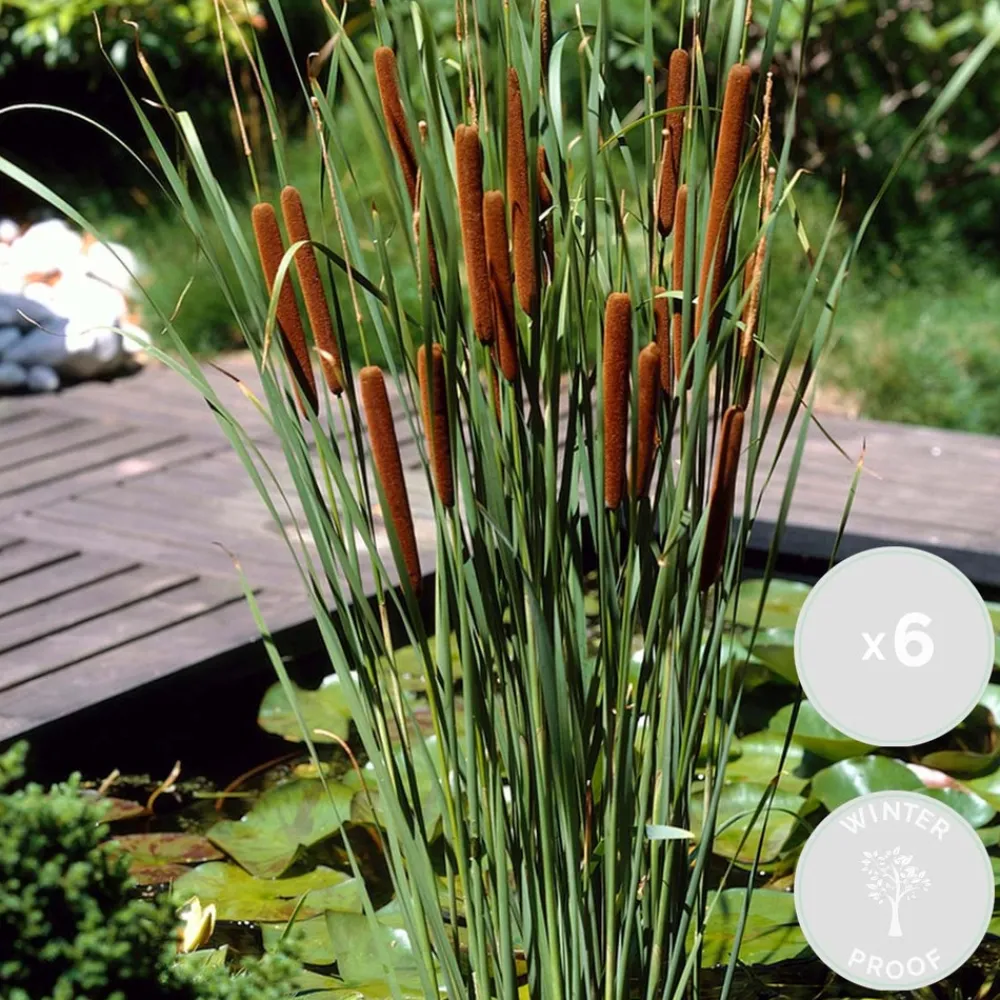 Bloomique Plantes De Bassin | - Lot de 6 - typha latifolia - grand massette - cigare des marais - 15-25 cm de haut - pot 9 cm