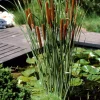 Bloomique Plantes De Bassin | - Lot de 3 - typha latifolia - grand massette - cigare des marais - 15-25 cm de haut - pot 9 cm