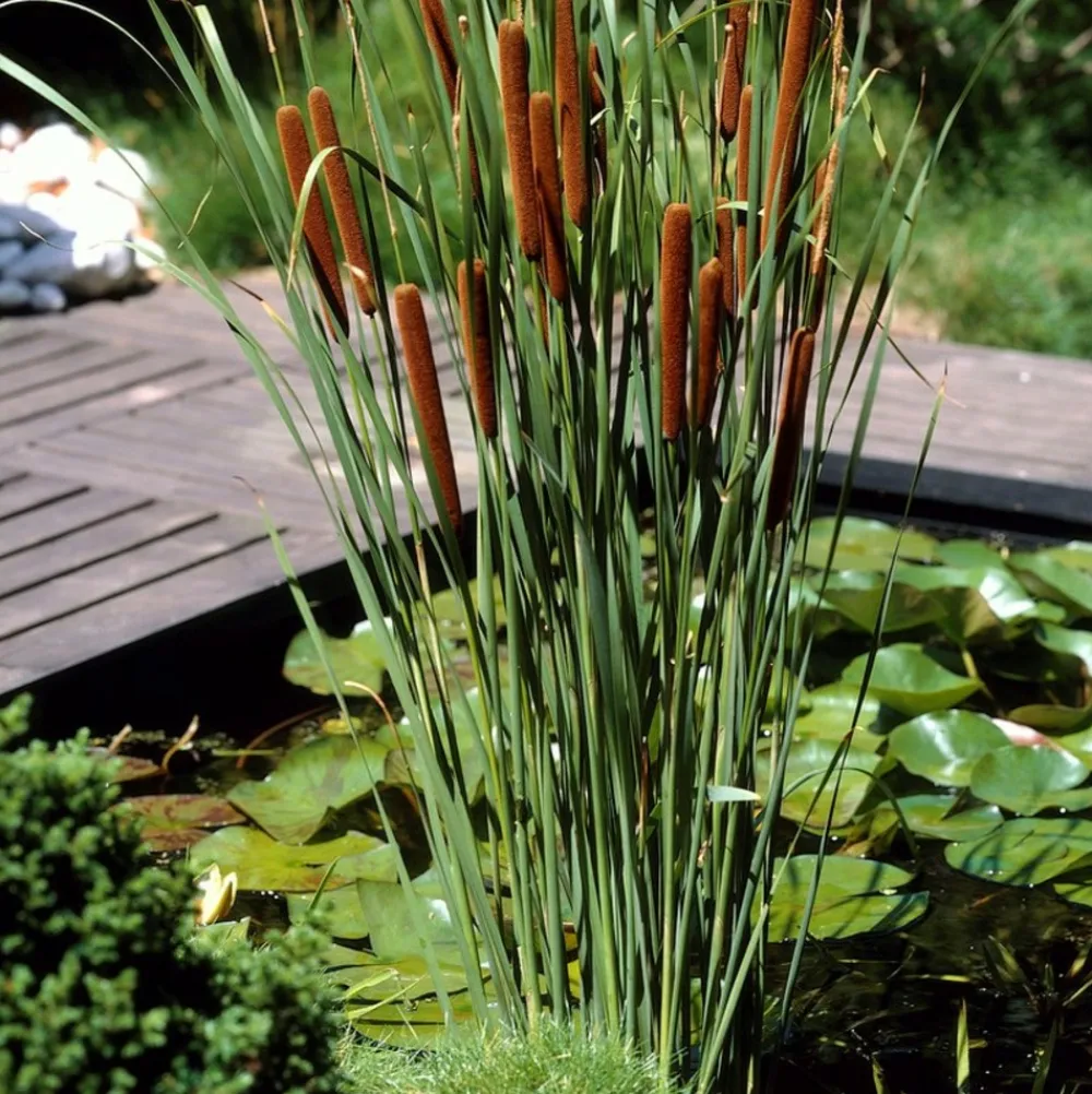 Bloomique Plantes De Bassin | - Lot de 3 - typha latifolia - grand massette - cigare des marais - 15-25 cm de haut - pot 9 cm