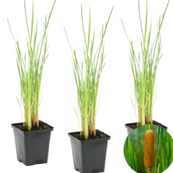 Bloomique Plantes De Bassin | - Lot de 3 - typha latifolia - grand massette - cigare des marais - 15-25 cm de haut - pot 9 cm