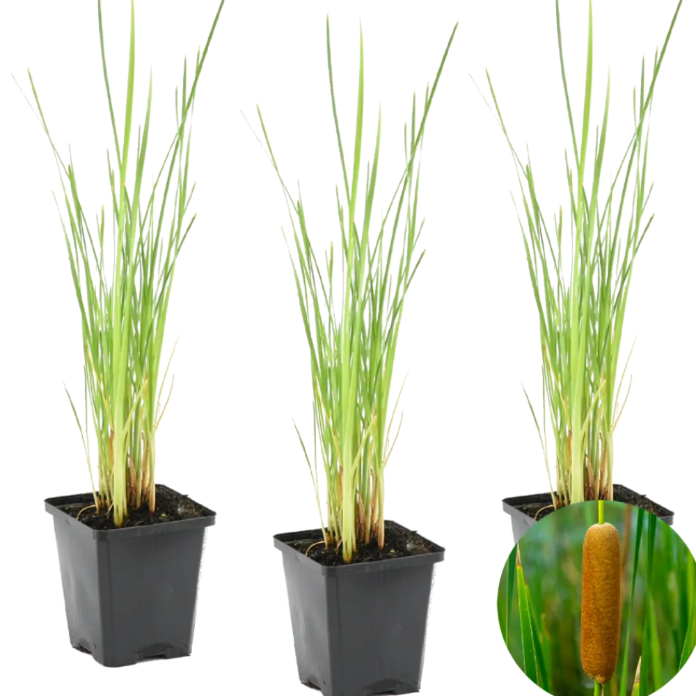 Bloomique Plantes De Bassin | - Lot de 3 - typha latifolia - grand massette - cigare des marais - 15-25 cm de haut - pot 9 cm
