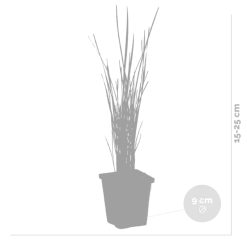 Bloomique Plantes De Bassin | - Lot de 3 - typha latifolia - grand massette - cigare des marais - 15-25 cm de haut - pot 9 cm