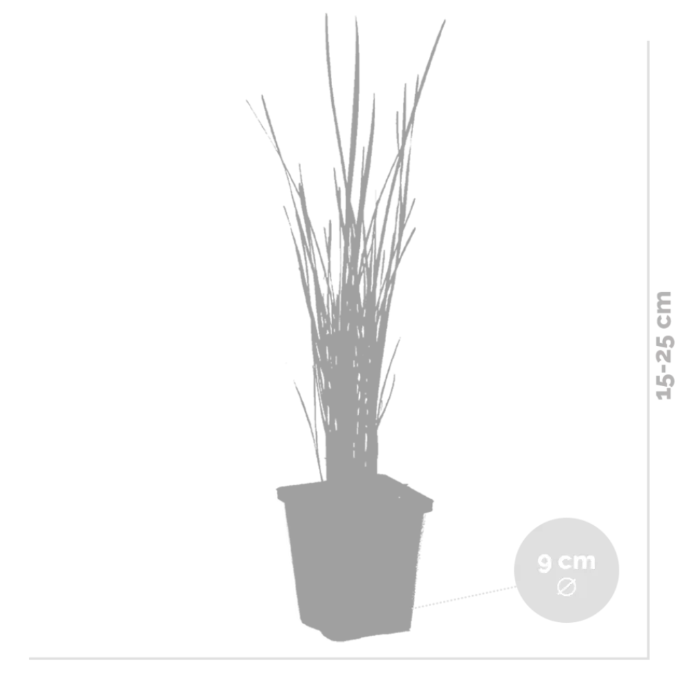 Bloomique Plantes De Bassin | - Lot de 3 - typha latifolia - grand massette - cigare des marais - 15-25 cm de haut - pot 9 cm