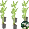 Bloomique - Lot de 6 - zantedeschia aethiopica - arum blanc - plantes de bassin - 10-20 cm de haut - pot 9 cm Hot