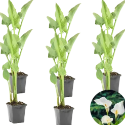 Bloomique - Lot de 6 - zantedeschia aethiopica - arum blanc - plantes de bassin - 10-20 cm de haut - pot 9 cm Hot